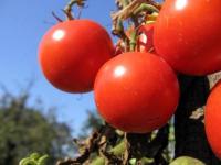 Minunile vegetale. Sa fim mai sanatosi cu ajutorul sucurilor din fructe si legume. Minunile vegetale. Sa fim mai sanatosi cu ajutorul sucurilor din fructe si legume.